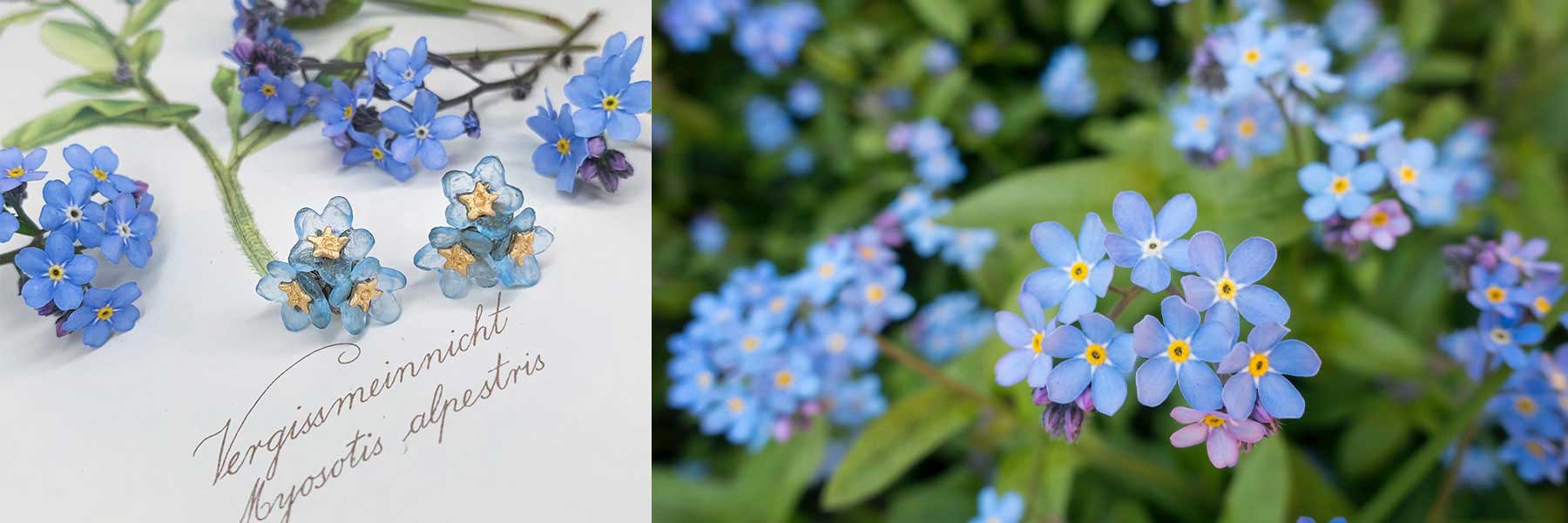 Forget Me Not – Michael Michaud US