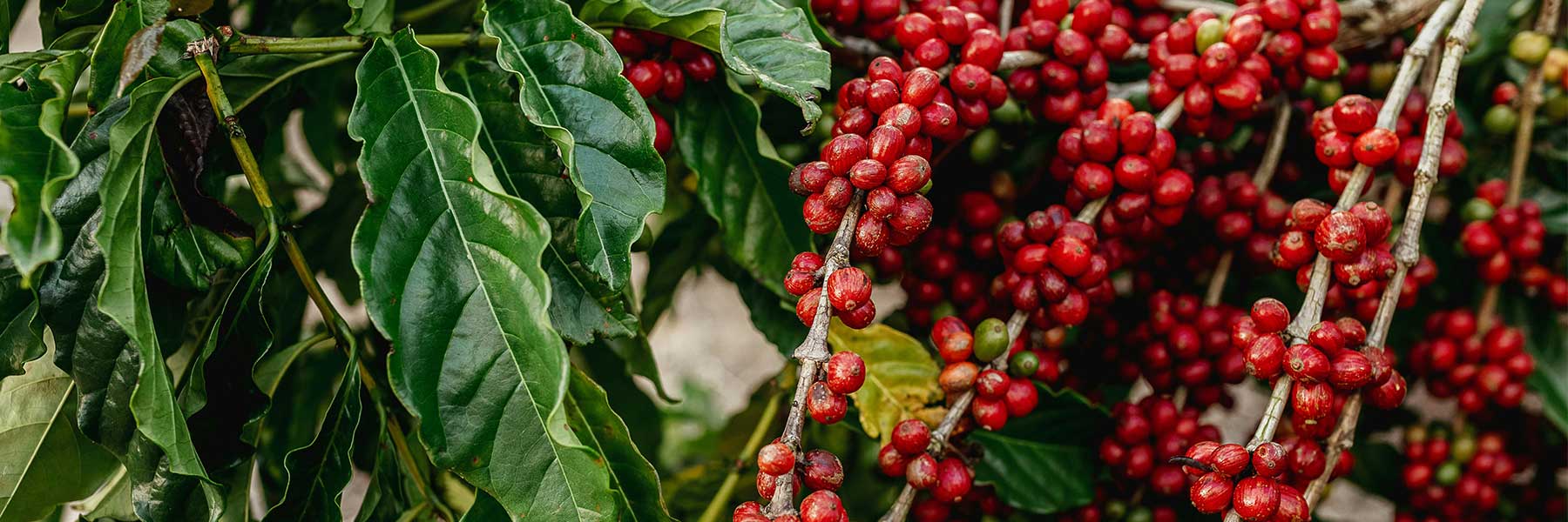 Unroasted Coffee Bean