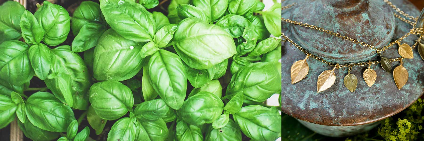 Sweet Basil