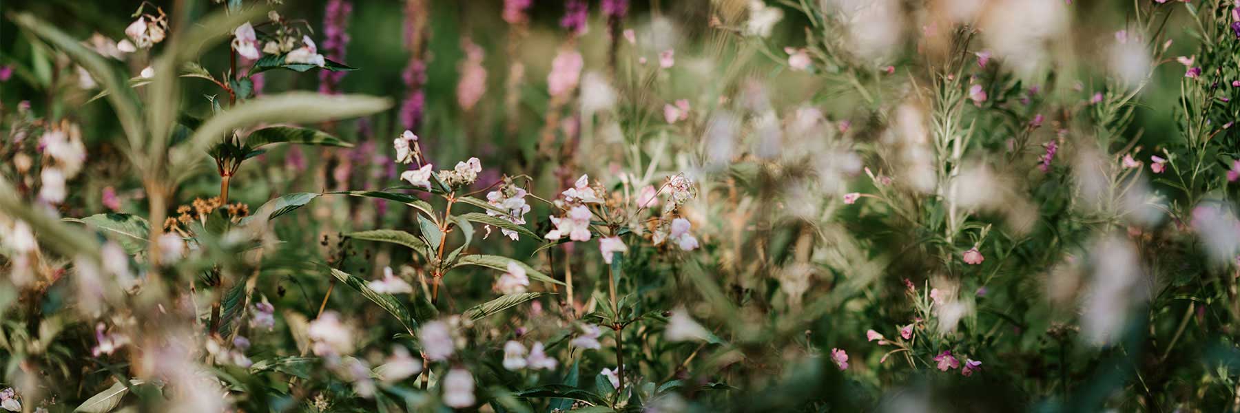 Wildflower