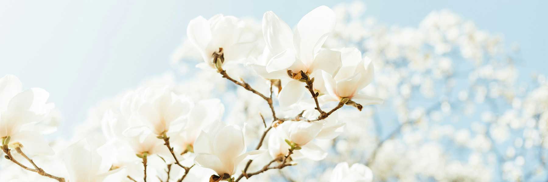 White magnolia flowers in full bloom on tree branches, set against a clear blue sky with sunlight creating a soft, bright atmosphere.