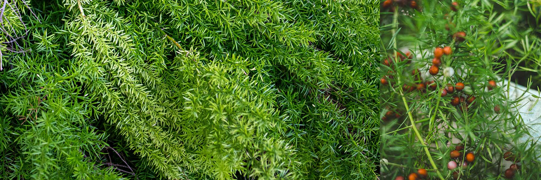 Dense green foliage of an asparagus fern fills most of the image, with clusters of small orange berries appearing among the leaves on the right side.