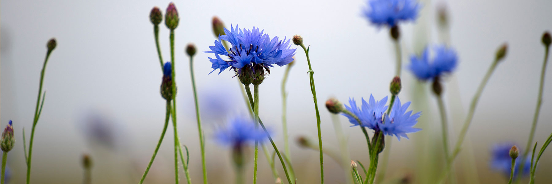 Blue cornflowers and green stems stand against a blurred, pale background, with some buds closed and others in full bloom.