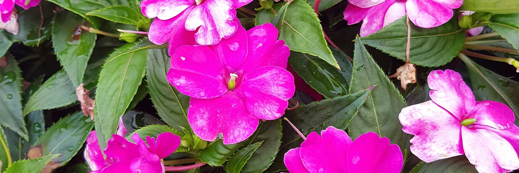 Impatiens