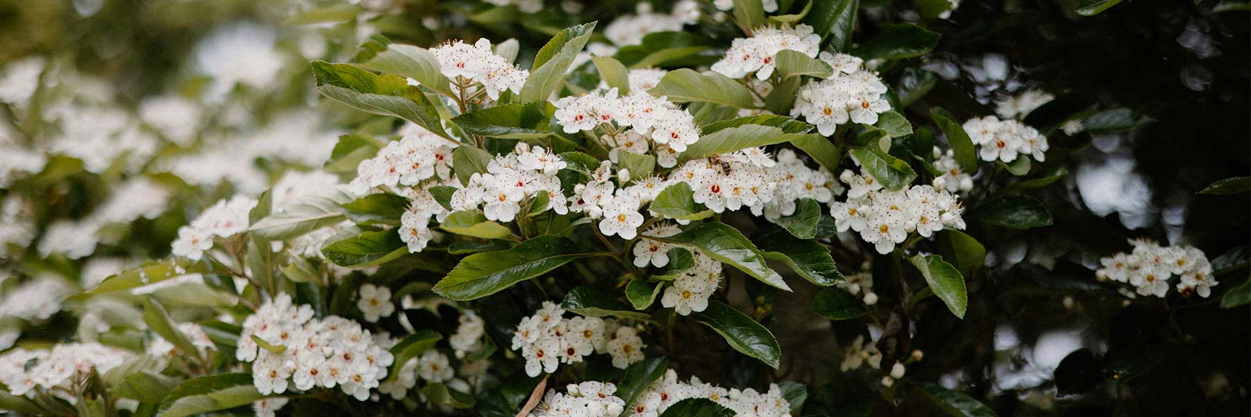 Clusters of small white flowers with yellow centers and green leaves cover the branches of a shrub.