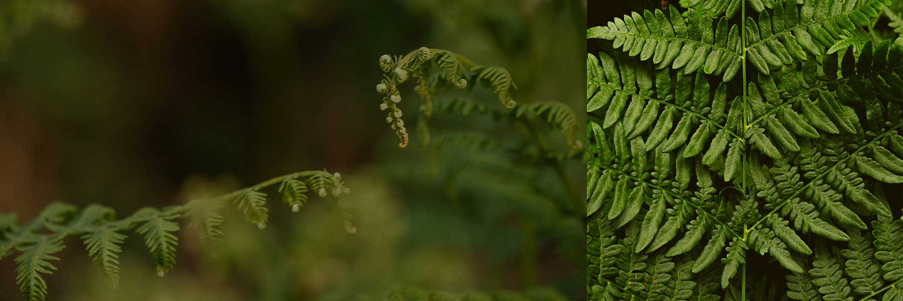 Close-up image of green fern leaves, with a blurred background on the left and sharp details of the leaf structure on the right side of the image.