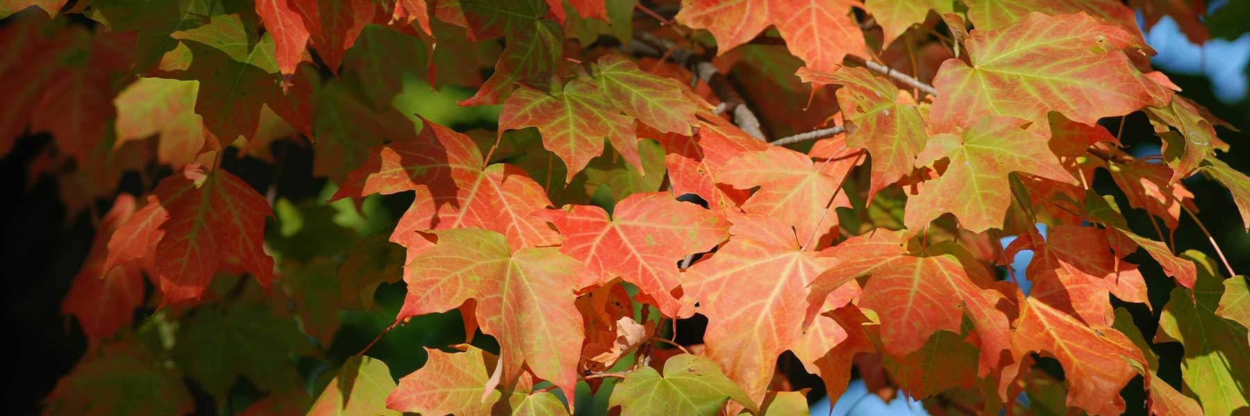 Branches filled with maple leaves, some turning from green to shades of orange and red, indicating the beginning of autumn.