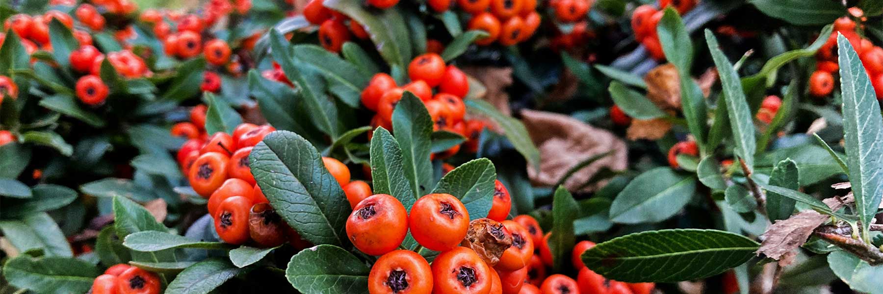 Firethorn