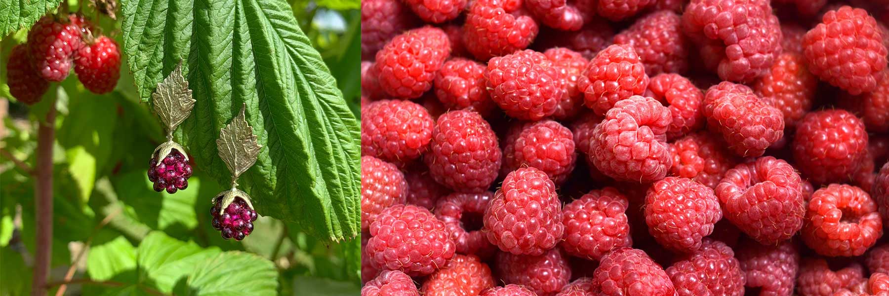 Raspberry β Michael Michaud US