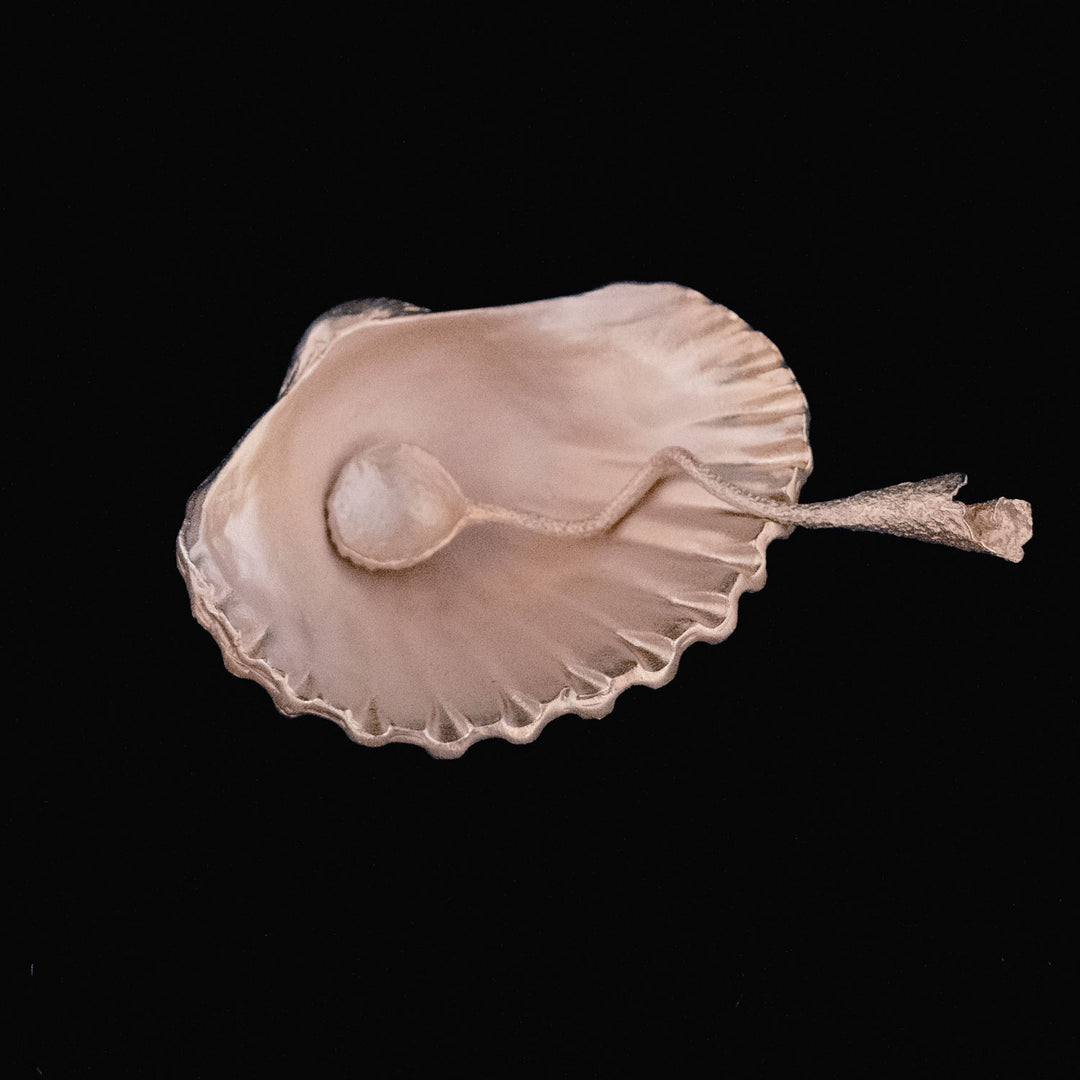 Sea Shell Salt Dish
