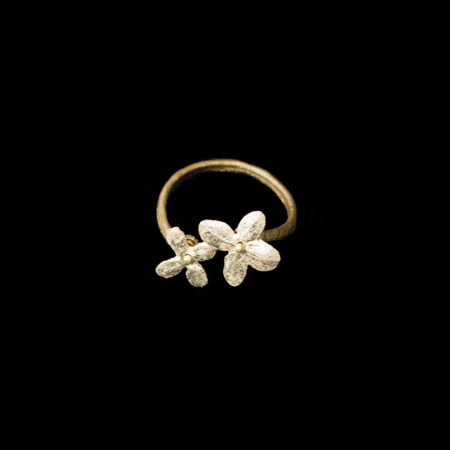 White Hydrangea – Michael Michaud US