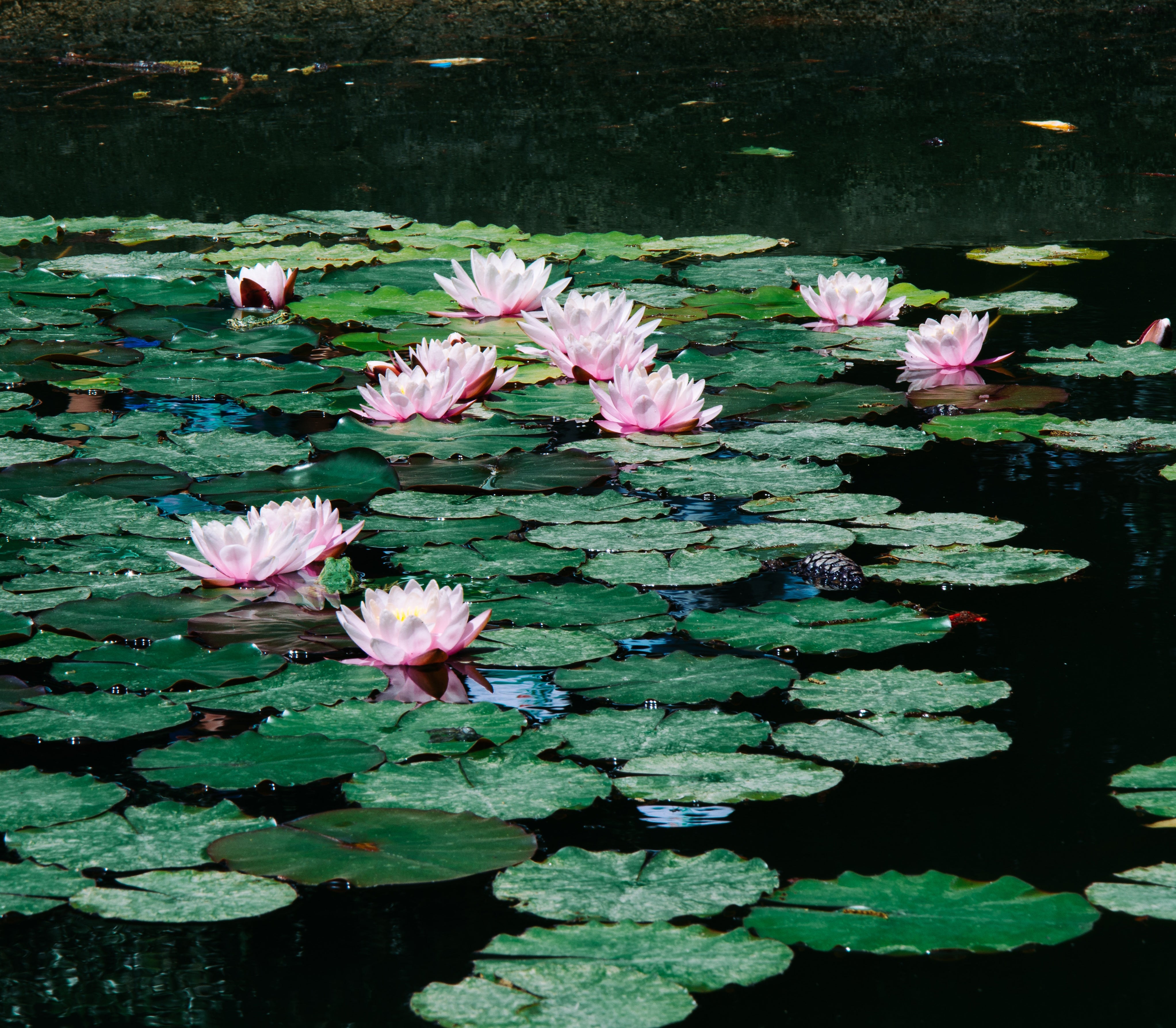 Water Lilies Dainty Pendant